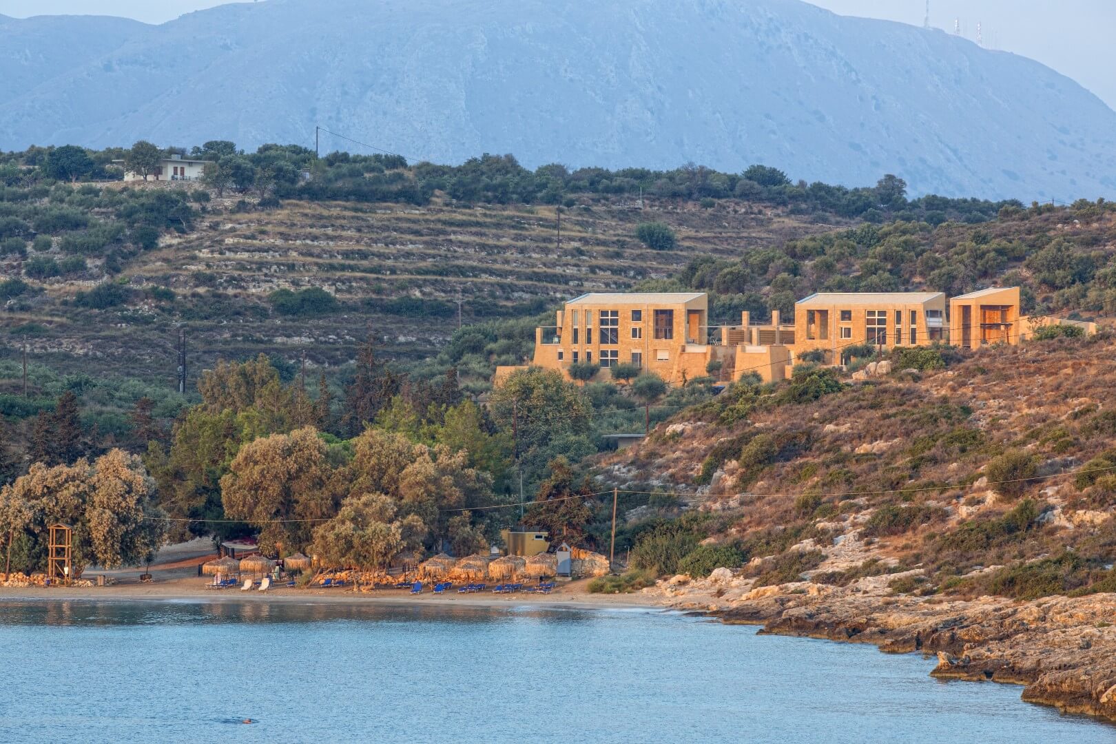 Crete – Olive Tree